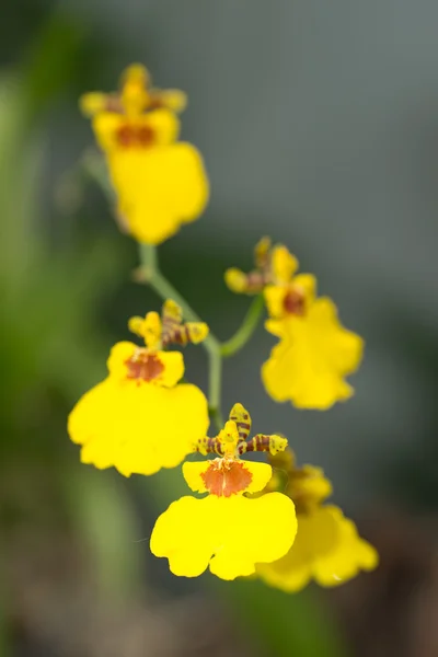 Oncidium — Stockfoto