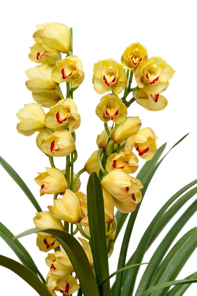 Cymbidium 로열티 프리 스톡 이미지