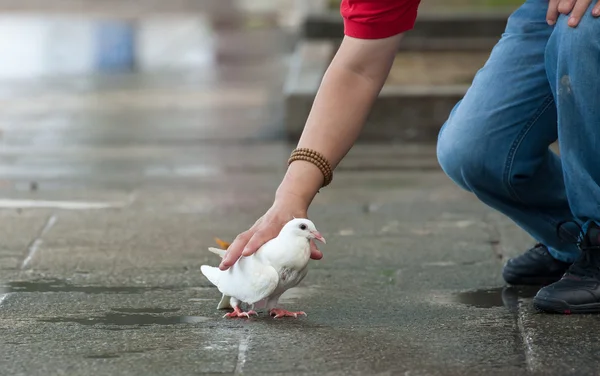 Catch a dove — Stock Photo, Image