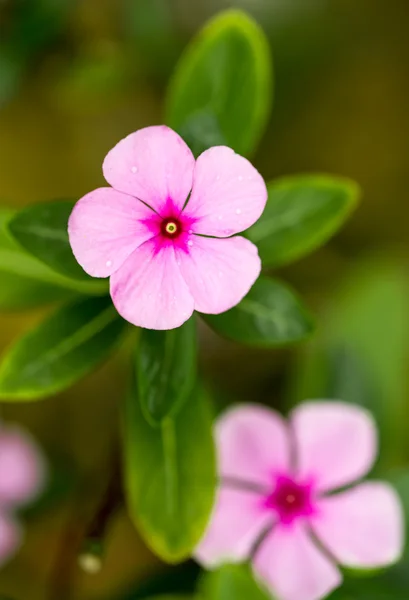 Rose periwinkle — Stock Photo, Image