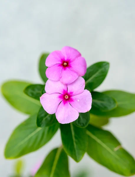 Rose periwinkle — Stock Photo, Image