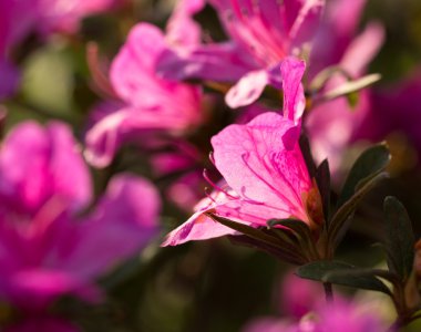 ormangülü pulchrum tatlı