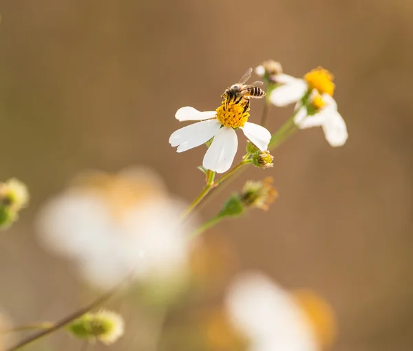 Bi på vit blomma — Stockfoto