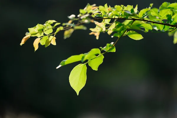 Feuille verte sur une branche d'arbre — Photo