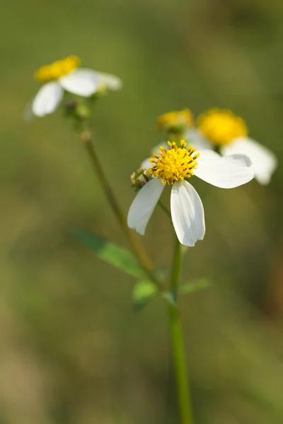 Wedelia trilobata —  Fotos de Stock