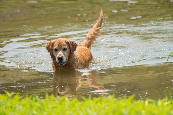 A swimming dog — Stock Photo, Image