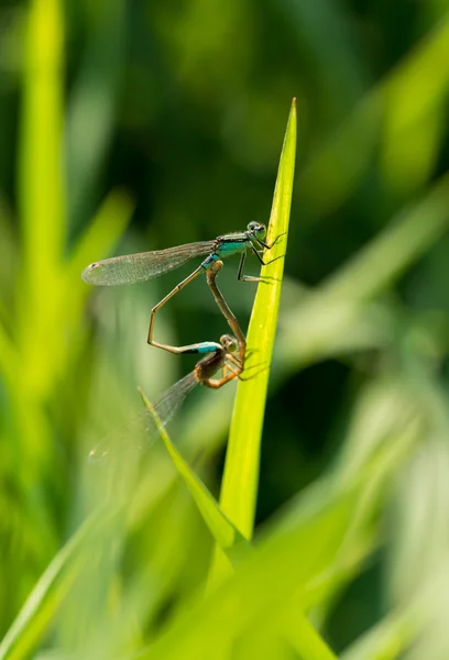 Zygoptera — Stockfoto