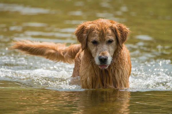 Een hond zwemmen Stockfoto