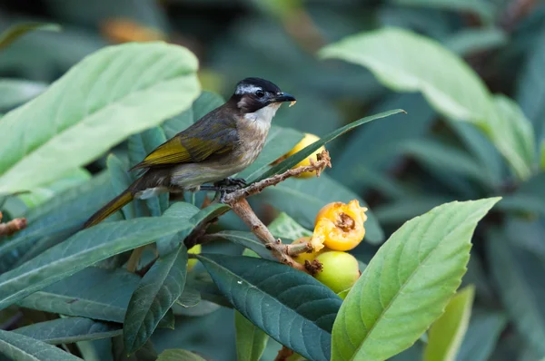 Bulbul pájaro ventilado con luz — Foto de Stock