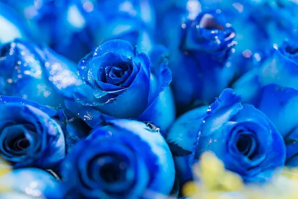 Foto Stock Fiore di una rosa blu isolata su sfondo bianco