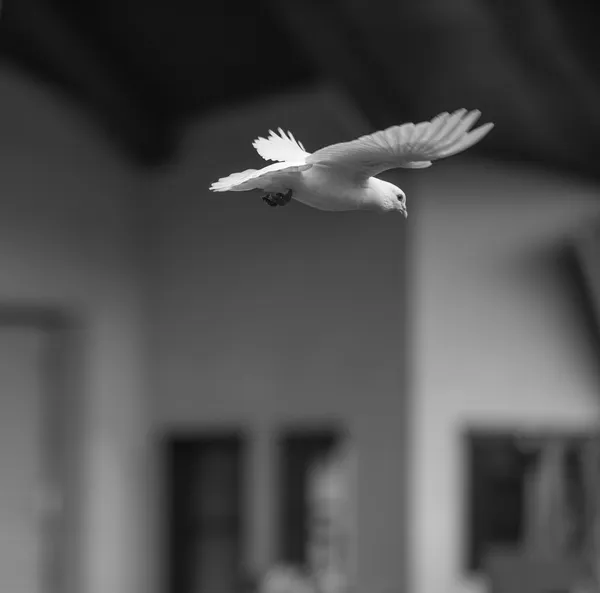 flying pigeon