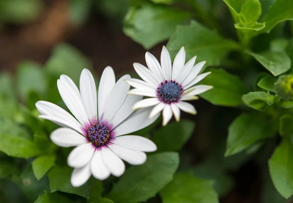 Fiori di margherita bianchi — Foto Stock