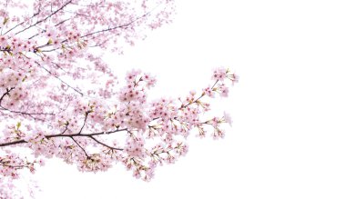 isolated sakura tree clipart