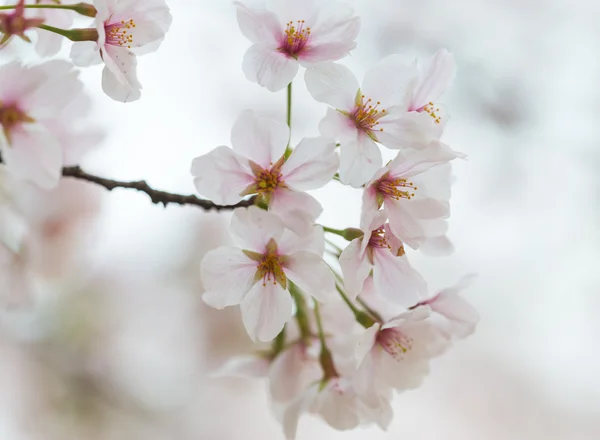 Sakura λουλούδι — Φωτογραφία Αρχείου