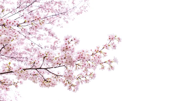 Izolované sakura strom — Stock fotografie