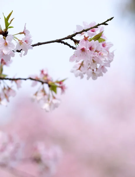 Sakura δέντρο — Φωτογραφία Αρχείου