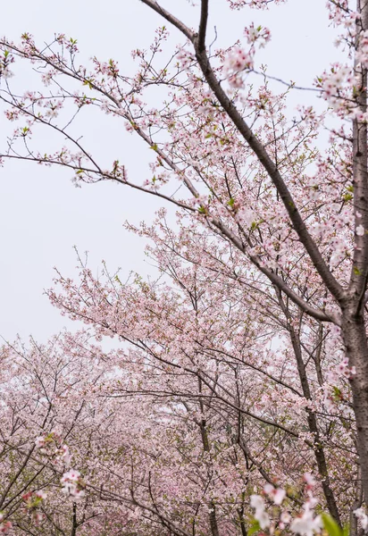 Sakurabaum — Stockfoto