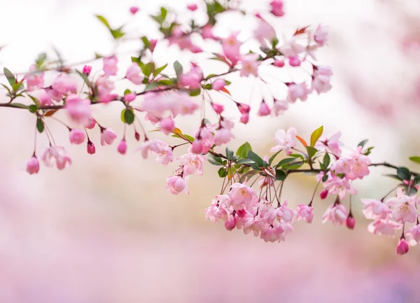 Sakura drzewo — Zdjęcie stockowe