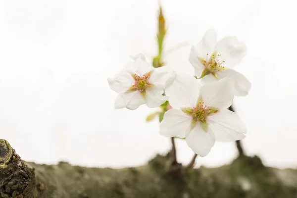 Sakura λουλούδι — Φωτογραφία Αρχείου