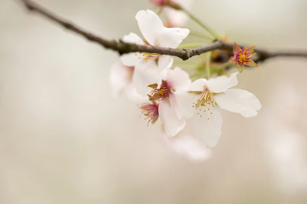 Сакура квітка — стокове фото