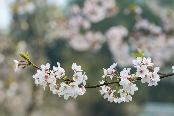 Sakura δέντρο — Φωτογραφία Αρχείου