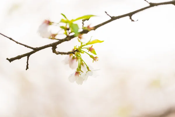 Sakura virág — Stock Fotó