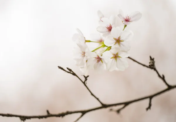 Сакура квітка — стокове фото
