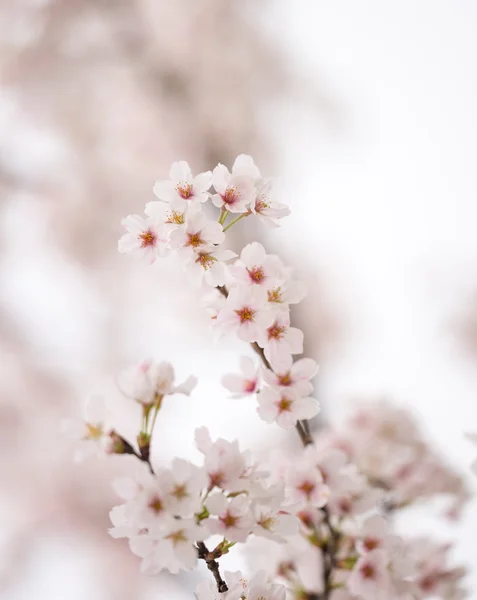 Sakura δέντρο — Φωτογραφία Αρχείου