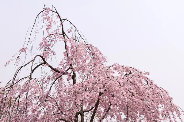 Sakura δέντρο — Φωτογραφία Αρχείου