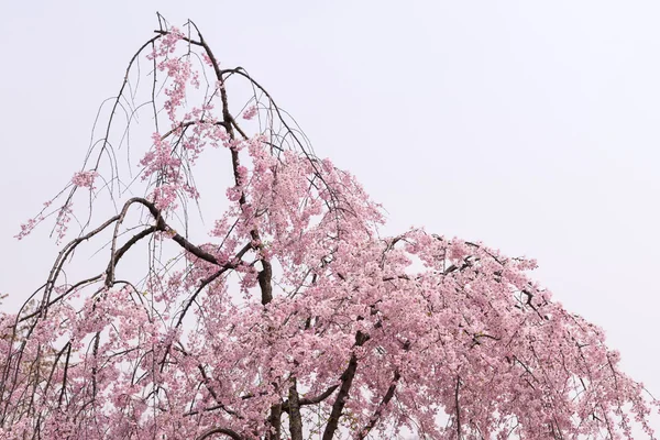 Sakura tree — Stock Photo, Image