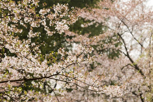 Sakura δέντρο — Φωτογραφία Αρχείου