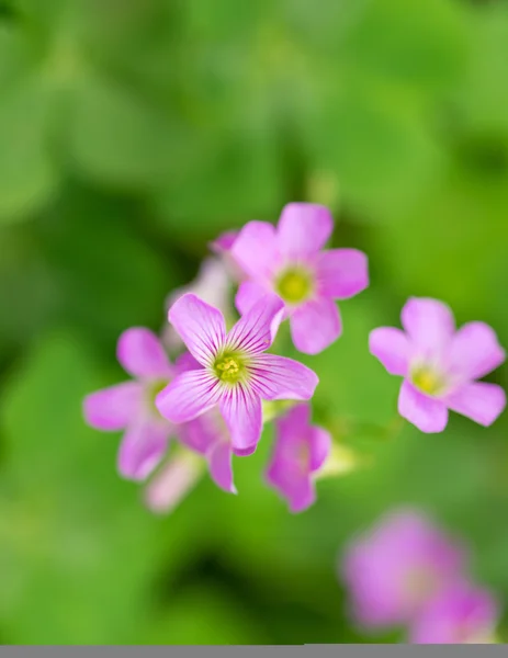 Oxalis rubra — Stock Photo, Image