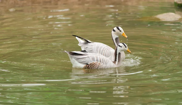 Bar-headed goose — Stock Photo, Image