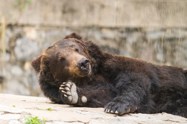 Orso sorridente — Foto Stock