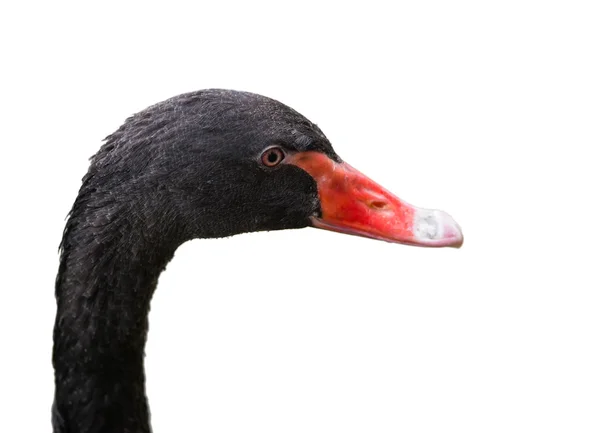 Isolated black swan — Stock Photo, Image
