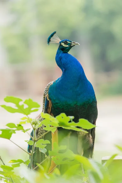 Blue peacock — Stock Photo, Image