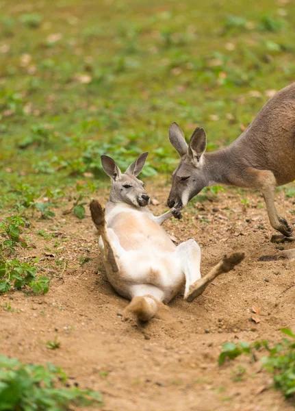 Kangaroo — Stock Photo, Image