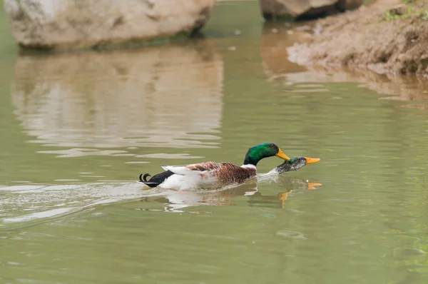 Two mallard swimming — Stock Photo, Image