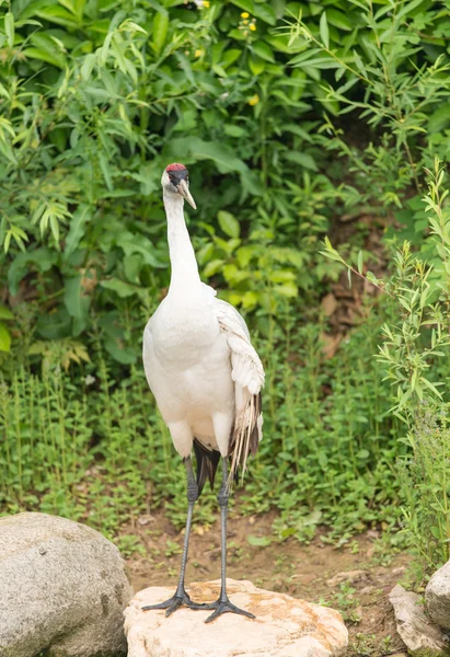Red crowned crane — Stock Photo, Image
