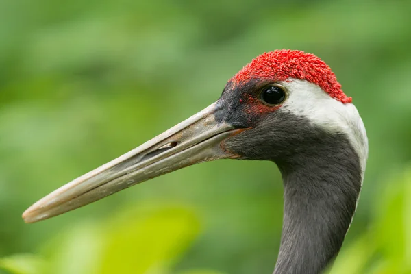 taç kırmızı turna