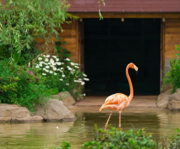 Büyük flamingo — Stok fotoğraf