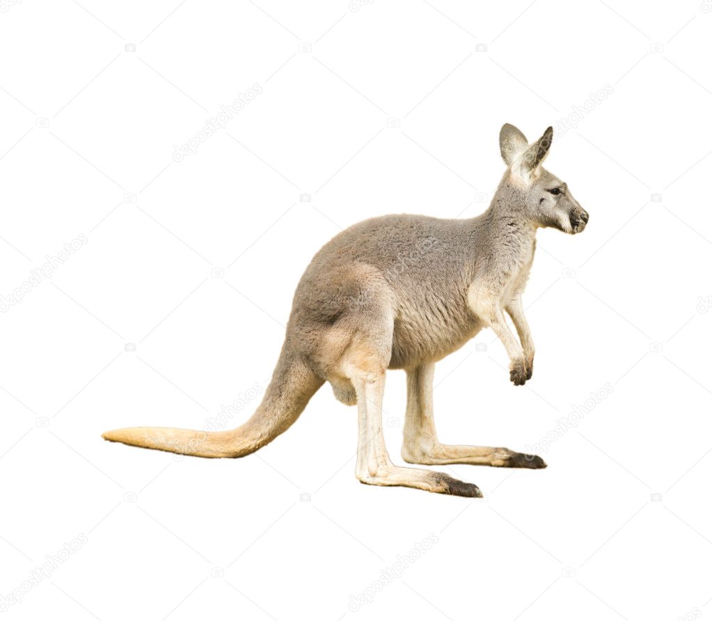 isolated kangaroo