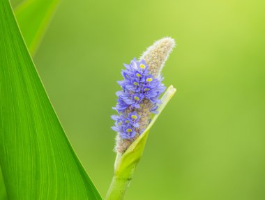 Pontederia cordata