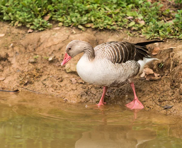 Greylag goose — Stock Photo, Image