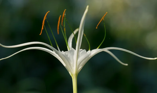 Witte Haaklelie lily — Stockfoto