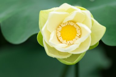 Beyaz lotus