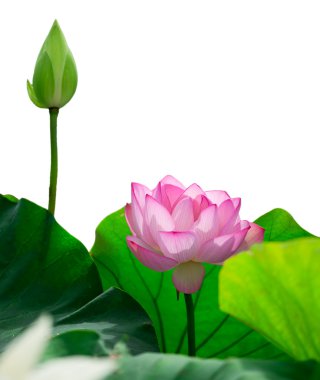 İzole nilüfer çiçeği