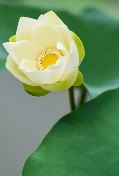 Bílý lotos — Stock fotografie