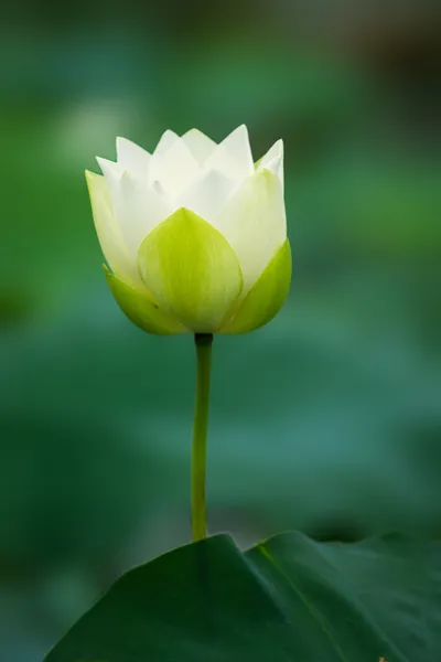 Witte lotus Stockfoto
