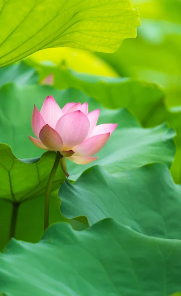 Roze lotus Stockafbeelding